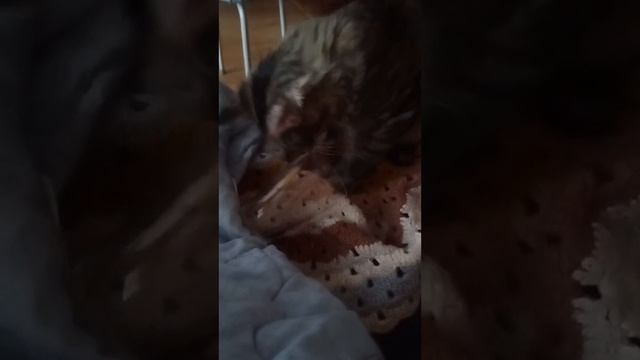 Котенок мейн кун и стакан ?
