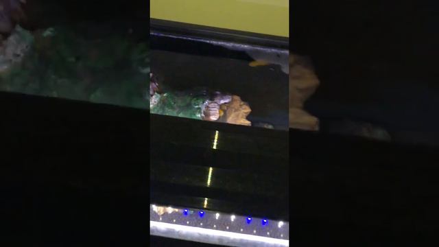 Гурами смотреть онлайн