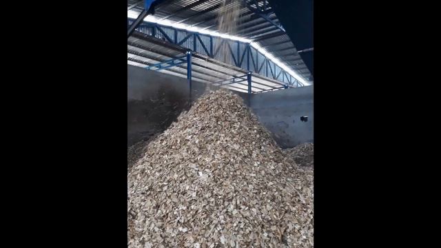 Forest in Vietnam: Acacia mangium x Acacia auriculiformis смотреть онлайн