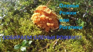 Собираем Оленьи рожки!!!