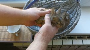 Что делать если кролики не открывают глаза?