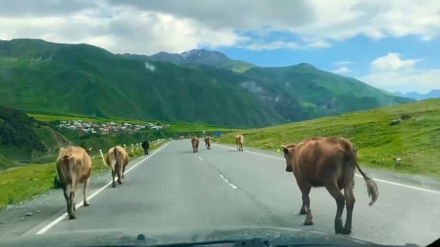 Грузия, стадо коров смотреть онлайн