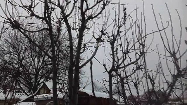 НЕПРАВИЛЬНАЯ ОБРЕЗКА ГРУШИ! КОШМАР