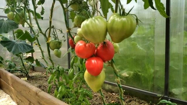 Томат Бычье сердце Минусинское. Сладкие сердца! смотреть онлайн