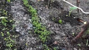 #8 Как избавиться от тли на укропе. Недельный эксперимент.