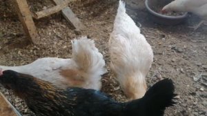 выгодно ли держать кур