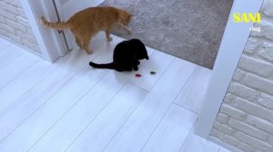 Пробуем необычные игрушки для домашних животных / SANI vlog