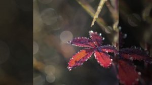 Детская Осенняя  песенка