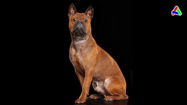 Чунцин - древнейший "житель" Китая смотреть онлайн