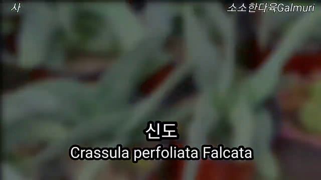 이름 모르는 옛날 다육이 이름 찾아주세요 смотреть онлайн