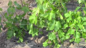 @Уход за саженцами винограда в школке