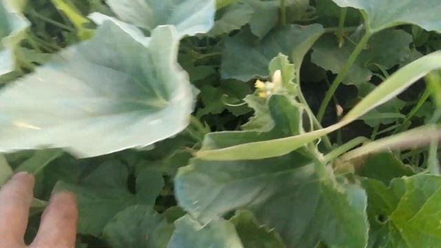 Дыня Мазин на черной плёнке. Состояние дыни спустя месяц после высадки. смотреть онлайн