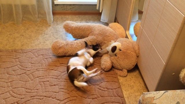 Уронили мишку на пол..... смотреть онлайн