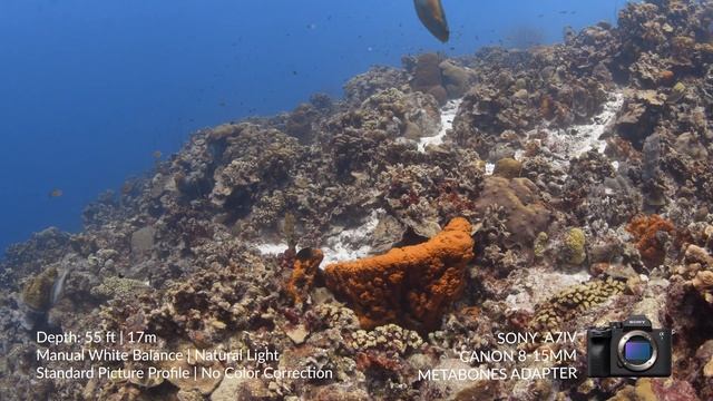 Sony A7 IV | Underwater White Balance Test Video смотреть онлайн