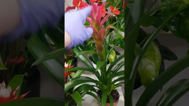 Cuidados de plantas de interior смотреть онлайн
