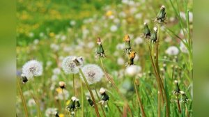 Город Верея