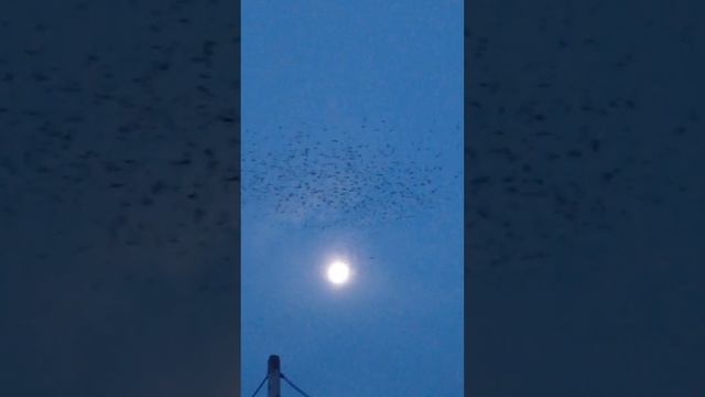 #раннее утро🌄🙋#еще видна луна #тысячи ворон #мурмурация # 1 октября#2023 #калининградская область🖐 смотреть онлайн