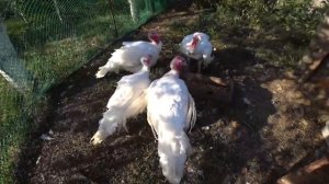У ИНДЮКОВ ДРАКА??  СПАСИБО ПОДПИСЧИКАМ???? МАЛИНА В ПОРЯДКЕ???