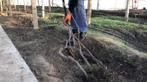 ? ИДЕАЛЬНОЕ УКРЫТИЕ ВИНОГРАДА НА ЗИМУ Последняя обработка винограда осенью.
