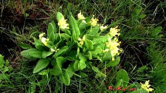 Полезные растения в быту. Первоцвет весенний, Примула, Баранчики.