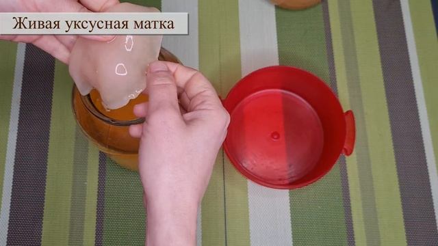 УКСУСНАЯ МАТКА: что это такое и как ее сделать в домашних условиях смотреть онлайн