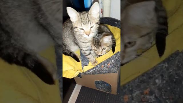 #Котята в добрые руки! Мальчик и девочка, 2.5-3 мес. Привиты, к лотку приучены, дружелюбны 😊 #cats