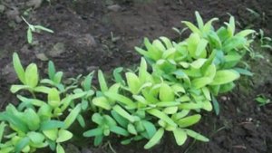Как вырастить ранний шпинат. How to grow early spinach.