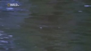 КРОКОДИЛЫ НИЛА. САМЫЙ БОЛЬШОЙ В МИРЕ КРОКОДИЛ. ДИКАЯ ПРИРОДА. CROCODILE.