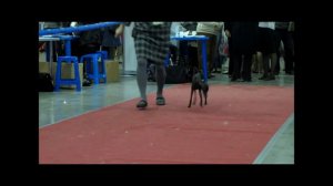 Левретки на выставке "Евразия2"-2012(25 марта 2012 года).