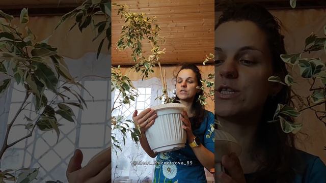 Лёгкий способ укоренения растений. Елена Кузнецова.