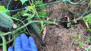 Урожайный огурец Чайковский вяжет плоды в каждом междоузлии независимо от погодных условий.