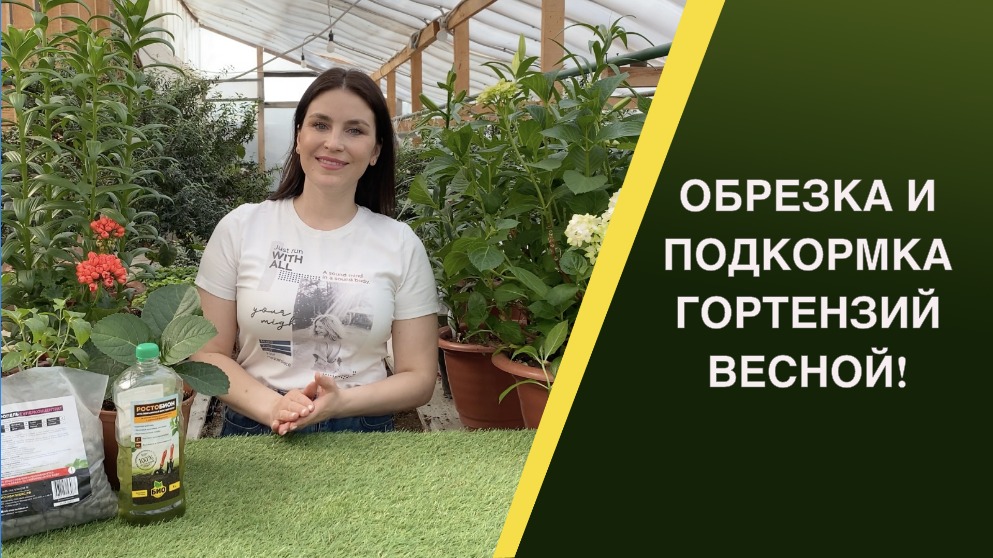 ВЕСЕННИЙ УХОД ЗА ГОРТЕНЗИЯМИ! ОСНОВНЫЕ МОМЕНТЫ смотреть онлайн