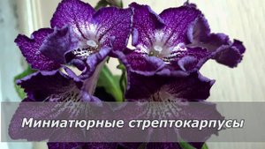 Миниатюрные стрептокарпусы