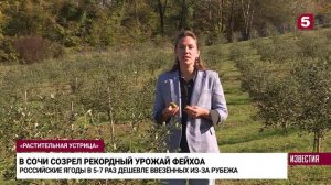 Угощайся кто хочет: в Сочи созрел рекордный урожай фейхоа