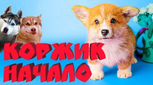 КОРГИ КОРЖИК. НАЧАЛО