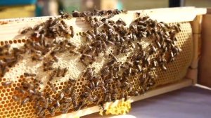 Сотовый мёд, польза сотового мёда