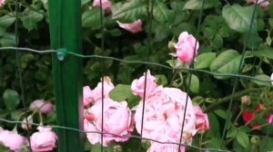 Сорта роз с парфюмерным ароматом:французские, английские, немецкие.