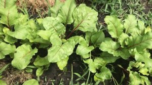 Мои грядки, что можно вырастить на клочке земли