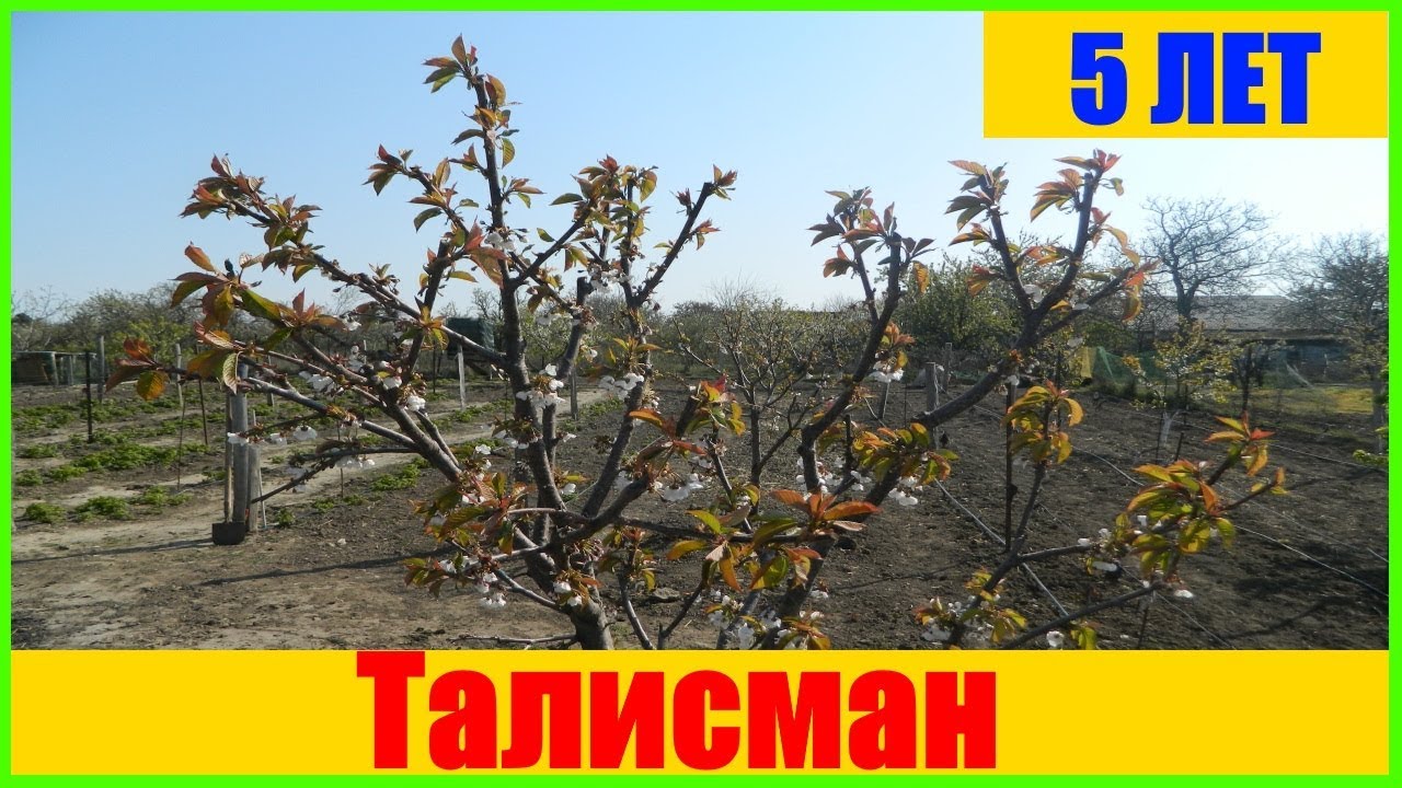 Черешня Талисман Prunus avium #Черешня #Талисман  #ягода  Prunus avium