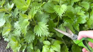 Самая важная первая подкормка рассады! Настой из крапивы-лучшее азотное удобрение!