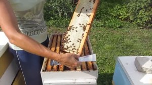 Как пчёлы делают правильный мёд (02.08.2022)