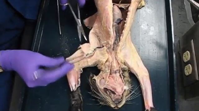 Felis Domesticus Blood vessels of the arm смотреть онлайн