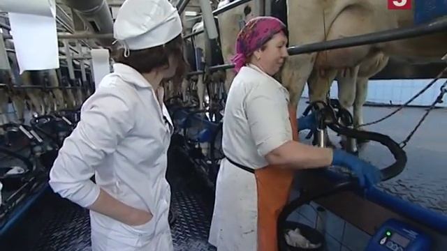 Можно ли пить магазинное молоко? "Есть можно!" Утро на 5 смотреть онлайн