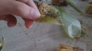 Гусеница на кукурузе