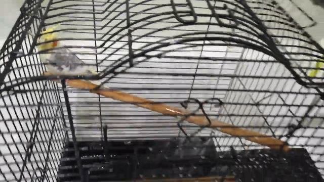Попугай корелла Яша не хочет купаться. Parrot Corella Yasha Does Not Want To Swim.