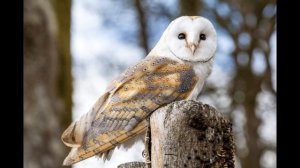 Окружающий мир 3 класс ч.1, тема урока 'Кто что ест', с.94-97, Школа России.