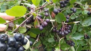 Черноплодная рябина. Вкус и польза.