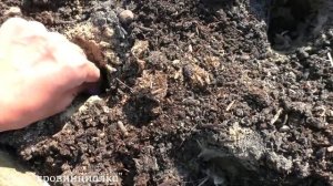 Сажаю ЧЕСНОК/ Сорт ГУЛЛИВЕР/#деревня #чеснок #какпосадитьчеснок #осень #garlic #village