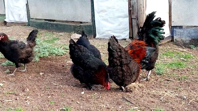 Маран черномедный во всей красе!! Куры мясо-яичного направления!! смотреть онлайн