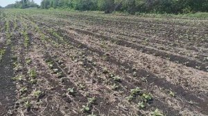 Сплошной посев подсолнуха. Прибавка урожайности 15-20%